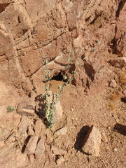 Pergularia tomentosa