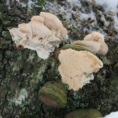Antrodiella pallescens