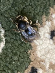 Anthidium septemspinosum