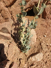 Pergularia tomentosa