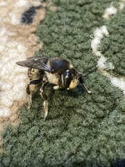 Anthidium septemspinosum
