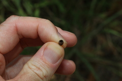 Eucalyptus moluccana