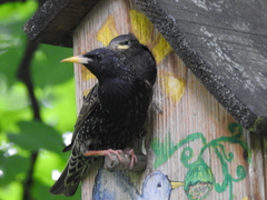 Sturnus vulgaris