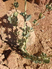 Pergularia tomentosa