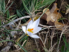 Crocus biflorus