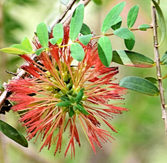 Melaleuca hypericifolia
