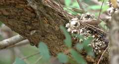Melaleuca hypericifolia