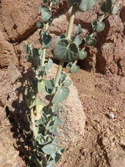 Pergularia tomentosa