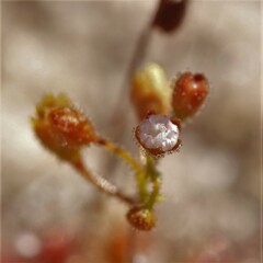 Drosera leucostigma