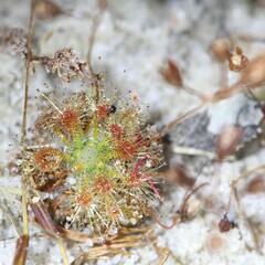 Drosera leucostigma
