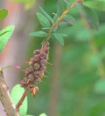 Melaleuca hypericifolia