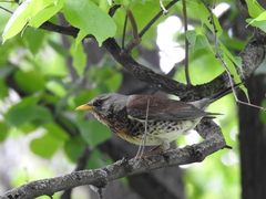 Turdus pilaris