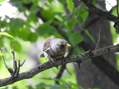 Turdus pilaris