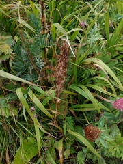 Pedicularis sibthorpii