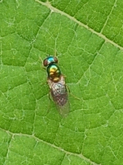 Microchrysa