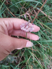 Allium paniculatum