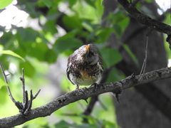 Turdus pilaris