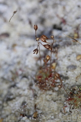 Drosera leucostigma
