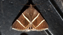 Grammodes justa