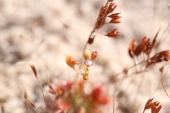 Drosera leucostigma