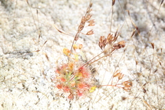 Drosera leucostigma