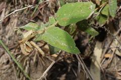 Sida hackettiana