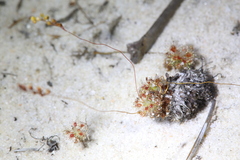 Drosera minutiflora