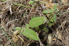 Sida hackettiana