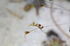Drosera minutiflora