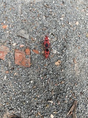 Probergrothius sanguinolens