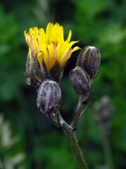 Crepis biennis