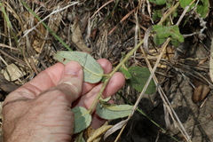 Sida hackettiana