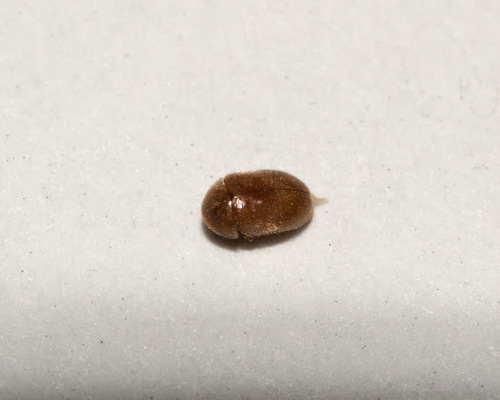 Lasioderma serricorne observed 2015-09-30