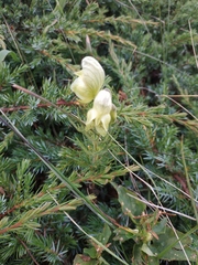 Aconitum anthora