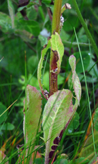 Crepis biennis