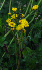 Crepis biennis
