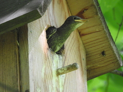 Sturnus vulgaris