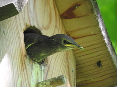 Sturnus vulgaris