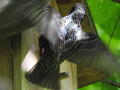 Sturnus vulgaris