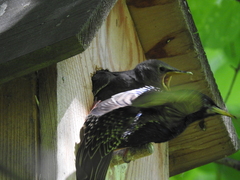 Sturnus vulgaris