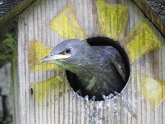 Sturnus vulgaris