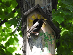 Sturnus vulgaris