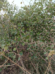 Ziziphus