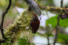 Margarornis squamiger