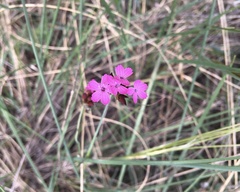 Dianthus pontederae
