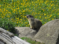 Marmota marmota
