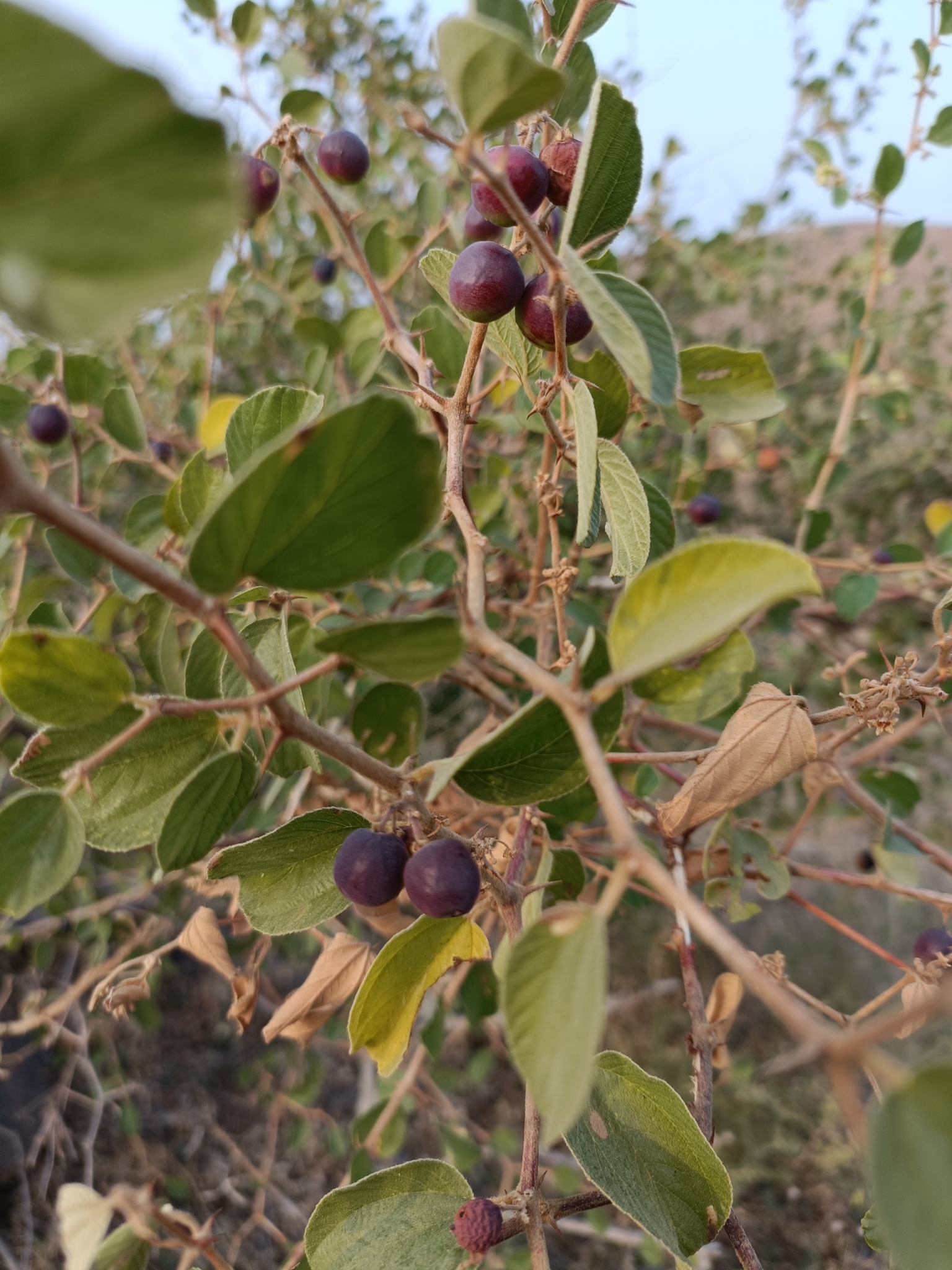 Ziziphus mauritiana Lam.