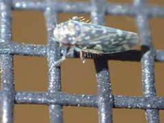 Xestocephalus