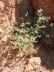 Trichodesma africanum