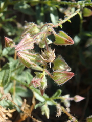 Trichodesma africanum